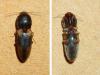 Cardiophorinae inconnu